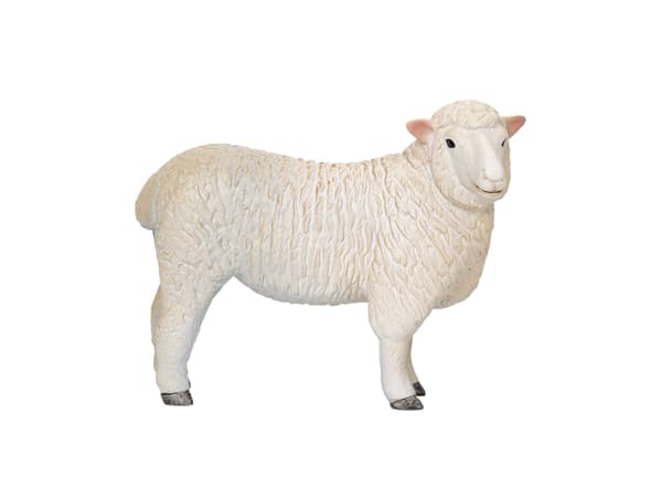 Mojo Romney Sheep (Ewe)