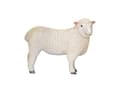 Miniatyrbild 1 av 4: Mojo Romney Sheep (Ewe)