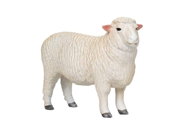 Mojo Romney Sheep (Ram)