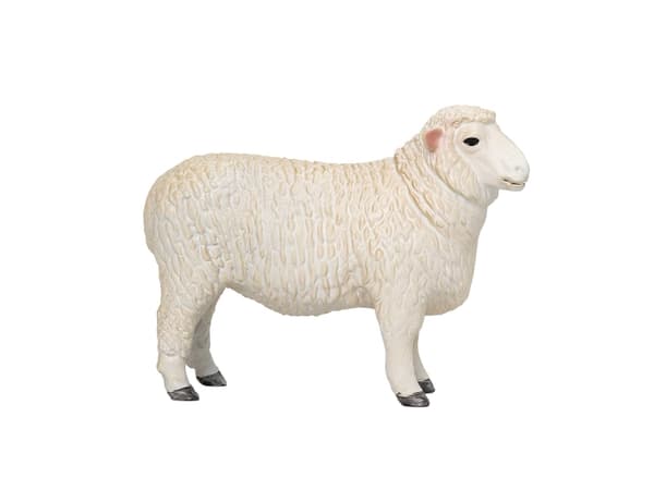 Mojo Romney Sheep (Ram)