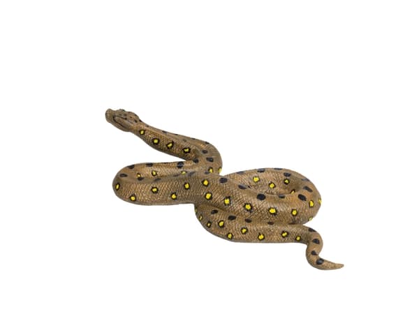 Mojo Green Anaconda