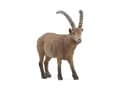 Miniatyrbilde 1 av 5: Schleich Ibex