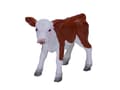 Miniatyrbild 4 av 5: Mojo Hereford kalv