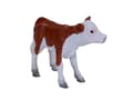 Miniatyrbild 5 av 5: Mojo Hereford kalv