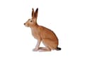 Miniatyrbilde 1 av 5: Mojo Hare, Siddende