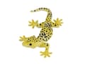 Miniatyrbilde 4 av 5: Mojo Leopard gekko