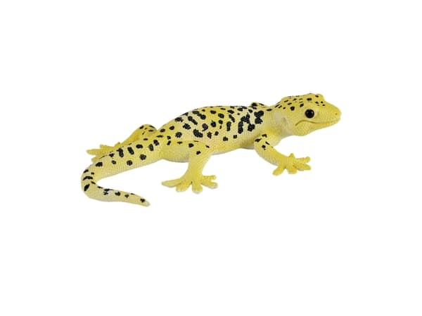 Mojo-leopardigecko