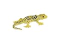 Miniatyrbilde 2 av 5: Mojo Leopard gekko
