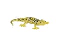 Miniatyrbilde 1 av 5: Mojo Leopard gekko