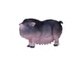 Pikkukuva 4 / 5: Mojo Belt Pig