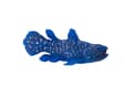 Miniatyrbilde 1 av 5: Mojo Coelacanths fisk
