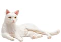 Miniatyrbild 3 av 3: Mojo Cat, liggande/vit
