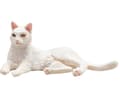 Miniatyrbild 2 av 3: Mojo Cat, liggande/vit