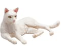 Miniatyrbild 1 av 3: Mojo Cat, liggande/vit