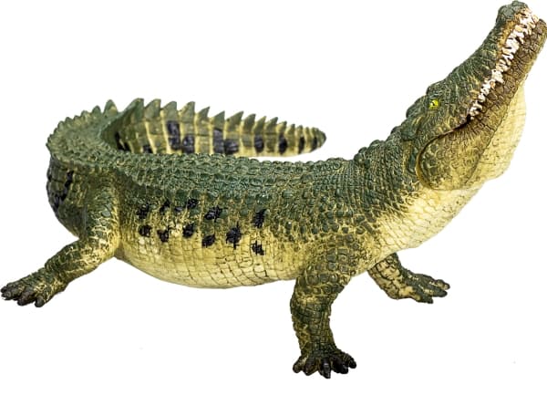 Mojo krokodil
