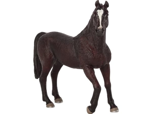 Mojo Arabisk Hingst, Sort
