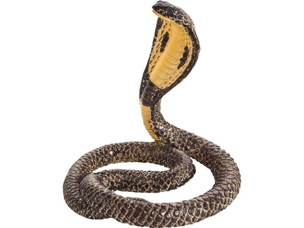 Mojo King Cobra