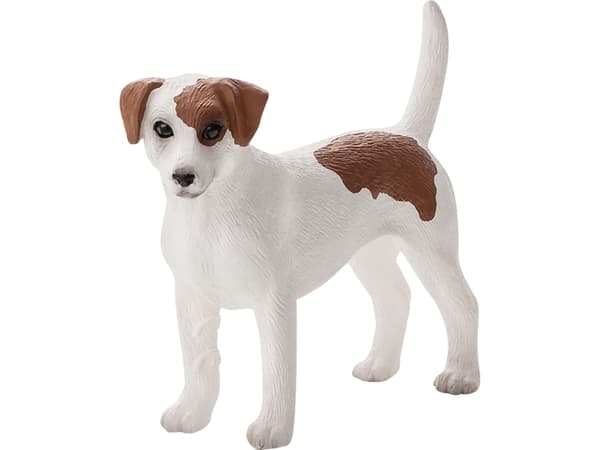 Mojo Jack Russell Terrier