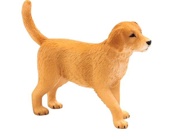 Mojo Golden Retriever hundehvalp
