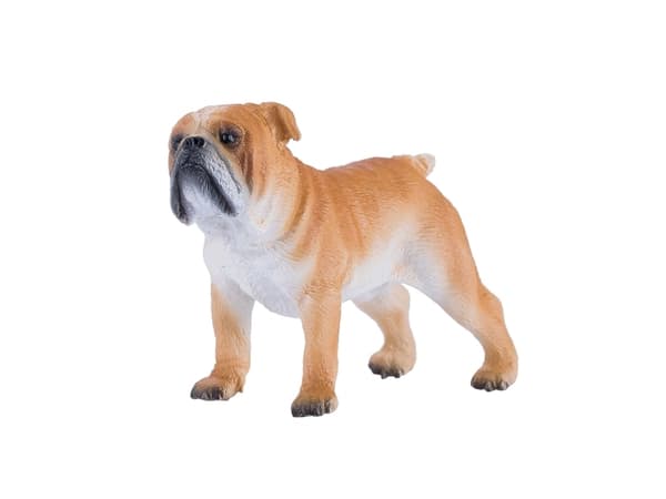 Mojo Engelsk bulldog