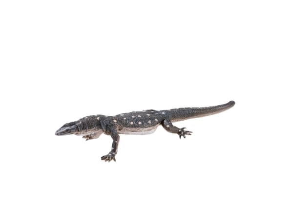 Mojo Perentie firben