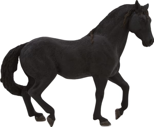 Mojo Andalusisk Hingst, Sort