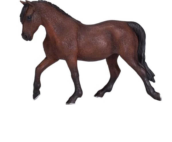 Mojo Morgan Stallion, brun