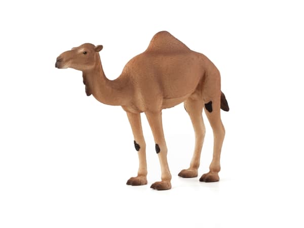 Mojo Arabisk Kamel