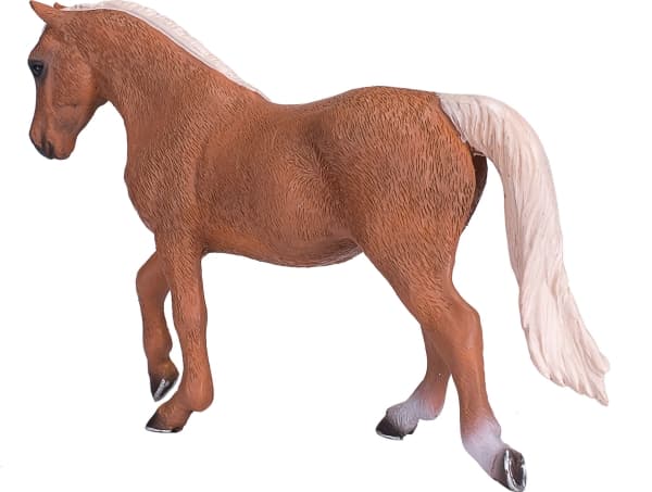 Mojo Palomino Morgan Hingst