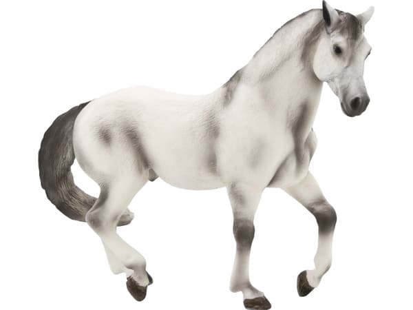Mojo Andalusisk Hingst, Grå