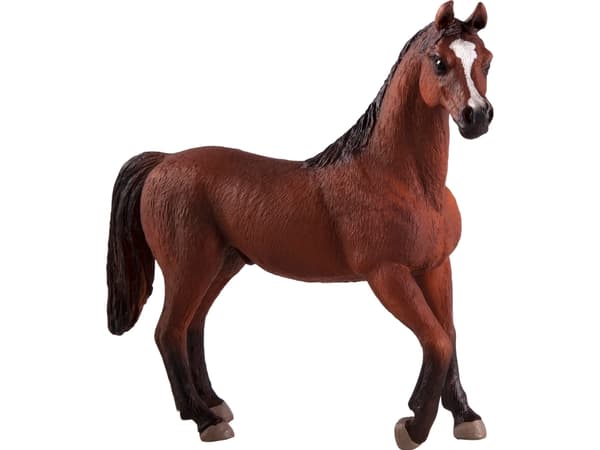 Mojo Arabisk Hingst, Kastanje