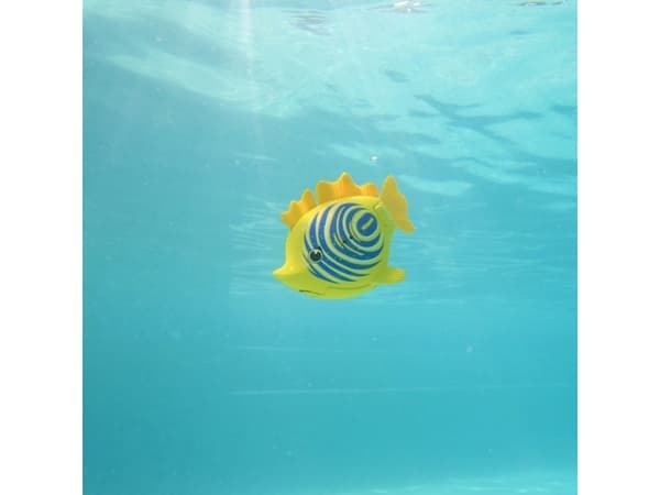 Rainbow Reef Fish - Zebra Fish