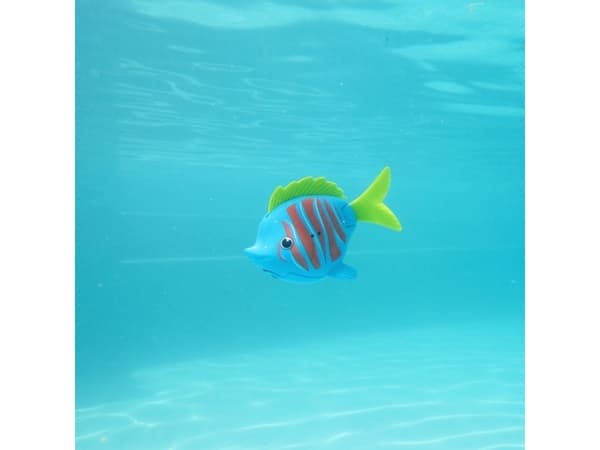 Rainbow Reef Fish - Beta Fish