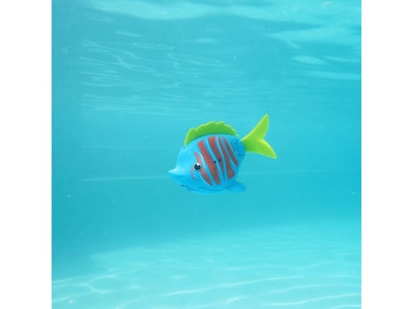 Rainbow Reef Fish - Beta Fish