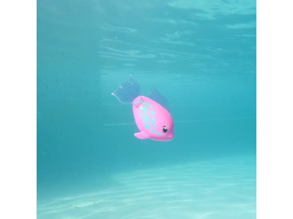 Rainbow Reef Fish - Rainbow Fish
