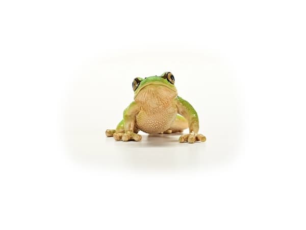 Schleich European Tree Frog