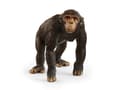 Miniatyrbild 2 av 2: Schleich Chimpanzee