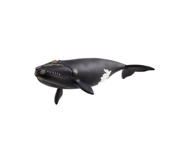 schleich WILD LIFE North Atlantic Right Whale, 3 yr(s), Multicolour