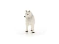 Miniatyrbilde 5 av 5: Schleich Arctic Wolf