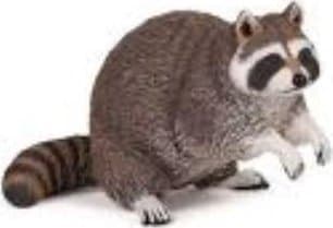 Raccoon