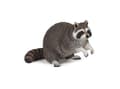 Miniatyrbilde 1 av 2: Raccoon