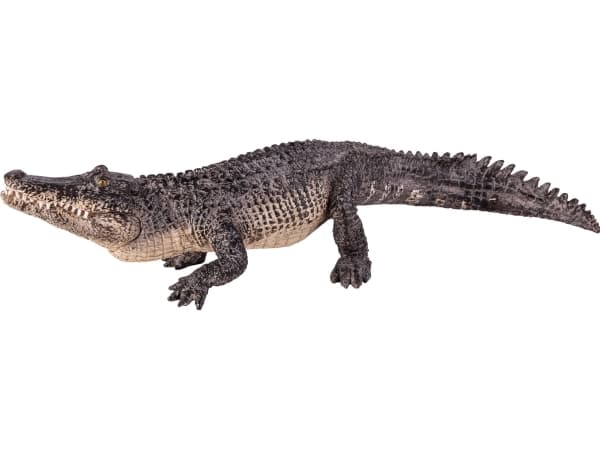 Mojo Alligator