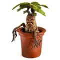 Miniatyrbillede 2 af 3: Noble Collection Magiske Skabninger Mandrake Figur 13 Cm Brun