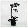 Miniatyrbild 2 av 2: Orkidé - ETERNITY Dekoration 50cm