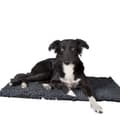 Miniatyrbild 2 av 2: Scruffs Noodle hundtorkmatta