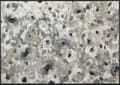 Miniatyrbild 3 av 4: Paillasson Light Blossom Tvättbar smutsmatta olika storlekar wash+dry Design Dimensioner 120 x 75 cm