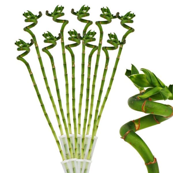 Lot om 10 lucky bamboo 'Lucky Bamboo' - spiralformad - i ett rör - Dracaena Sanderiana - ca 50 cm hög