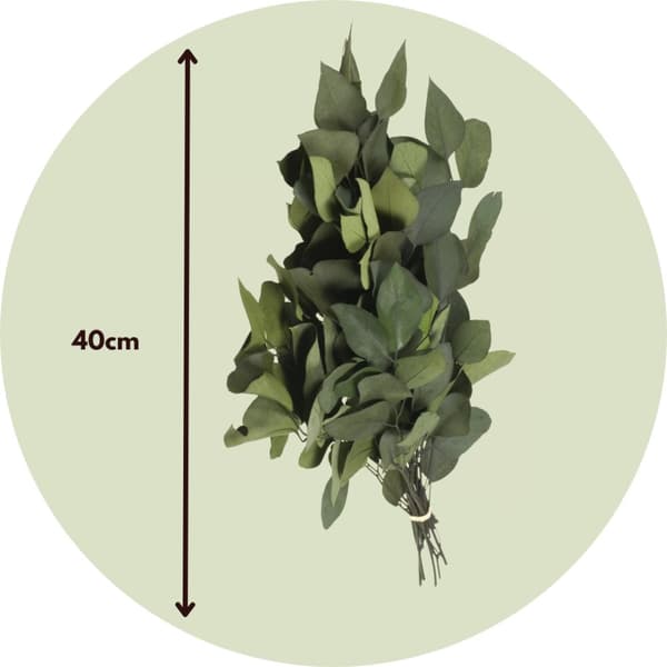 Eukalyptus Stuartiana - Torkad Eukalyptus - Höjd 40-50 cm