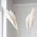 Miniatyrbillede 3 af 3: Tørrede blomster - Sæt med 5 - Dryflower 'Cortaderia Plum' - Tørre blomster