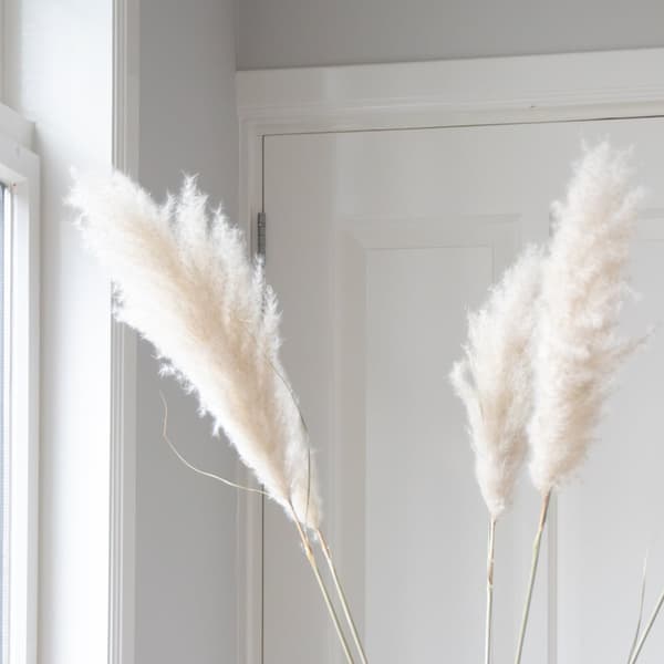 Tørrede blomster - Sæt med 5 - Dryflower 'Cortaderia Plum' - Tørre blomster
